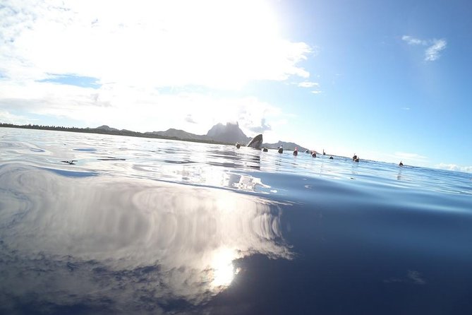 Whale Watching Tours in Bora Bora - How good is the whale watching?